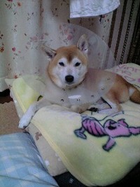 鉄腕アトム 2007/12/03 22:28:53
