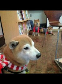 ごほうび 2008/01/05 19:02:11