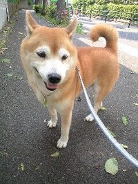 残念 2008/05/17 15:03:09