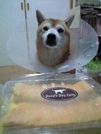 復活！ 2008/11/08 18:06:03