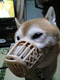 凶暴そうなわんわん 2008/11/10 19:48:32