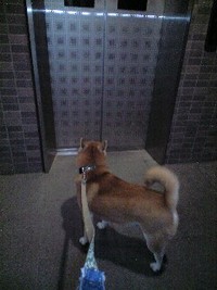 甘えん坊のおっさん 2009/02/12 20:59:35