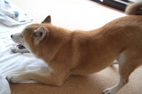 増えた！
