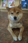 変身