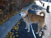 「犬に好かれるの～」って言う人。 2007/12/14 22:38:29