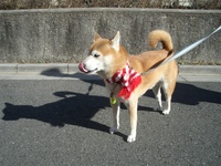 満足ですか？ 2008/01/19 23:16:15
