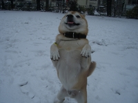 雪　その2 2008/02/03 20:44:55