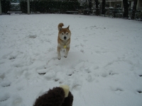 雪　その2