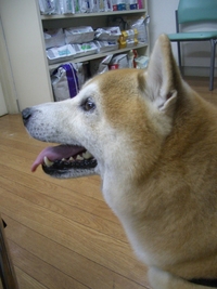 活性酸素 2008/04/22 23:00:10