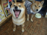 かいじゃった 2008/04/26 17:11:04