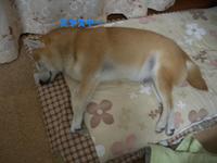 不調 2008/04/03 22:52:37
