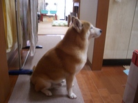 待ち遠しい 2008/06/12 23:05:52