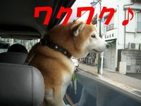 新入り 2008/06/04 20:51:19