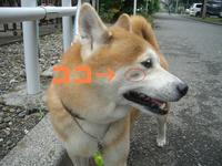 吸引 2008/06/05 16:19:16