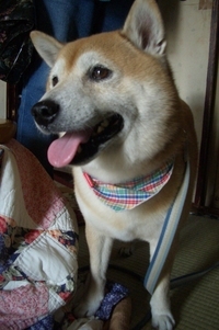お花見 2007/03/29 15:48:35