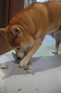 おいてかないで！ 2007/04/01 18:33:28