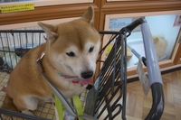 あっちむいてホイ