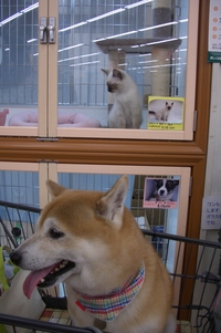 あっちむいてホイ