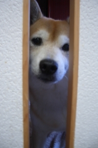 隙間から 2007/04/19 19:53:30