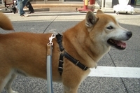 人気者 2007/04/20 19:17:37