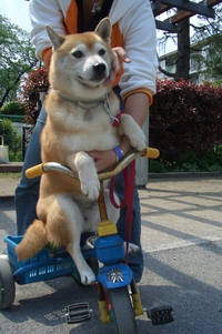 三輪車ライダー