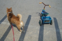 三輪車ライダー