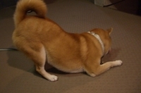 夜ごはん 2007/05/09 20:44:04