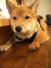おまつり 2007/09/09 23:33:36