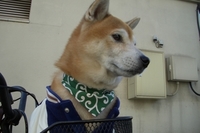 ドッグラン