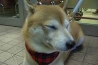 おつかい 2006/12/06 19:35:13