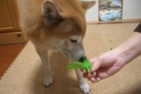 おやつ 2006/12/13 20:14:00
