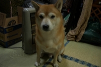 しつけ