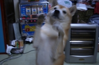 しつけ