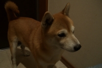 怒られた！