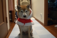 リュウサンタ