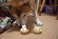 わんこケーキ