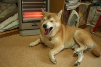 寒がりの暑がり