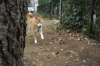 犬になれた！？
