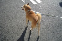 待ってればいいのに・・・ 2007/01/25 19:18:00