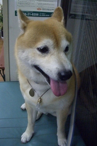 注射 2007/04/03 22:04:00