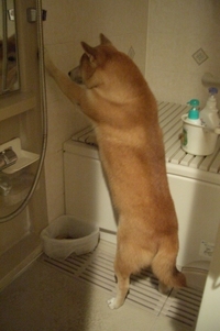 嫌いなもの 2007/04/04 19:18:11