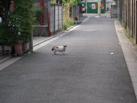 危機一髪 2008/07/23 23:17:45