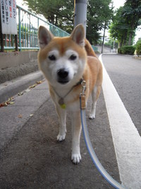 出没 2008/08/02 08:32:22