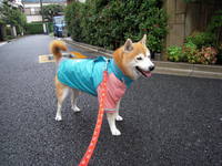 夏毛？？ 2008/08/26 20:37:16