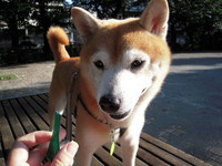泣かなかったよ 2008/08/27 22:29:08