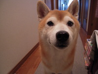 馬！ 2008/09/23 19:25:39