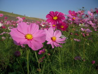 秋桜 2008/10/30 19:01:20