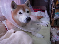 ごほうび 2008/12/14 19:29:00