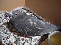 居候 2009/03/25 16:47:22