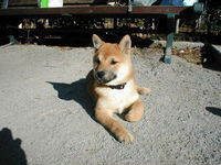 はじめてみた！ 2006/11/29 16:16:00